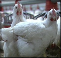 Egitto: dopo lo “squalo del Mossad” ora ci sarebbero i polli avvelenati dai sionisti e  jeans israeliani che provocano infertilità!!!