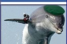Hamas annuncia: “Catturato delfino-spia di Israele”