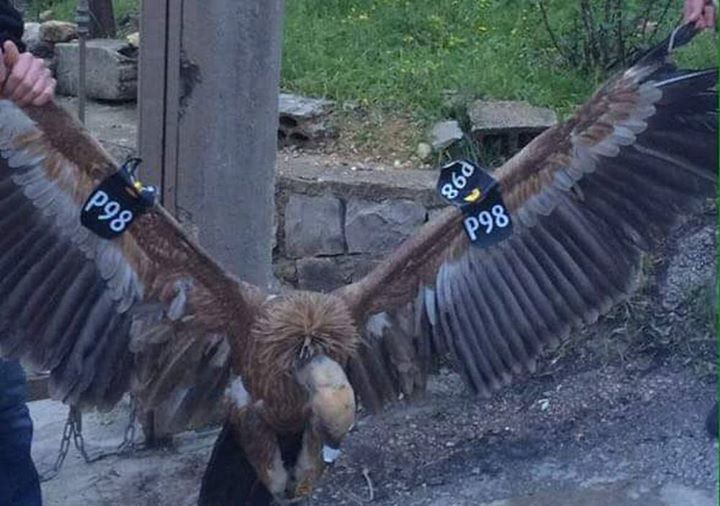 avvoltoio-spia-libano-zoo-mossad-focus-on-israel